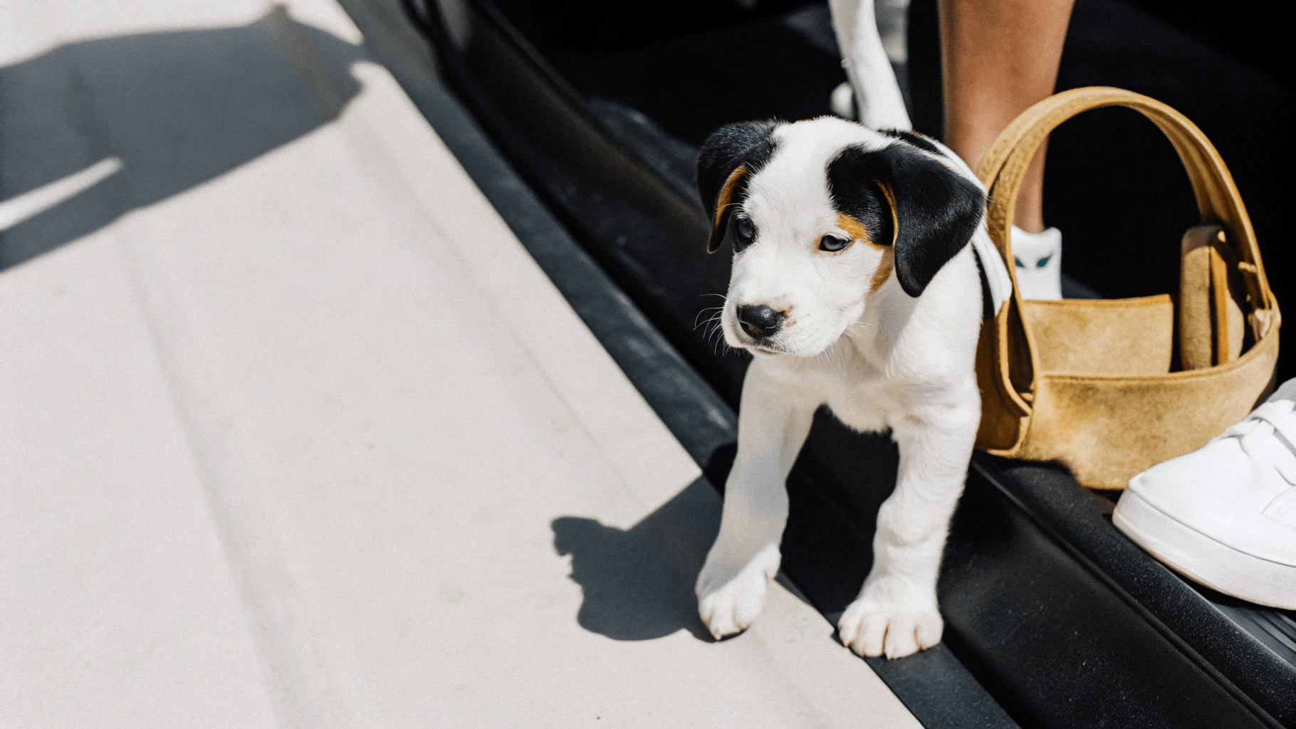 Patawaran Puppies Reviews and Complaints 2021