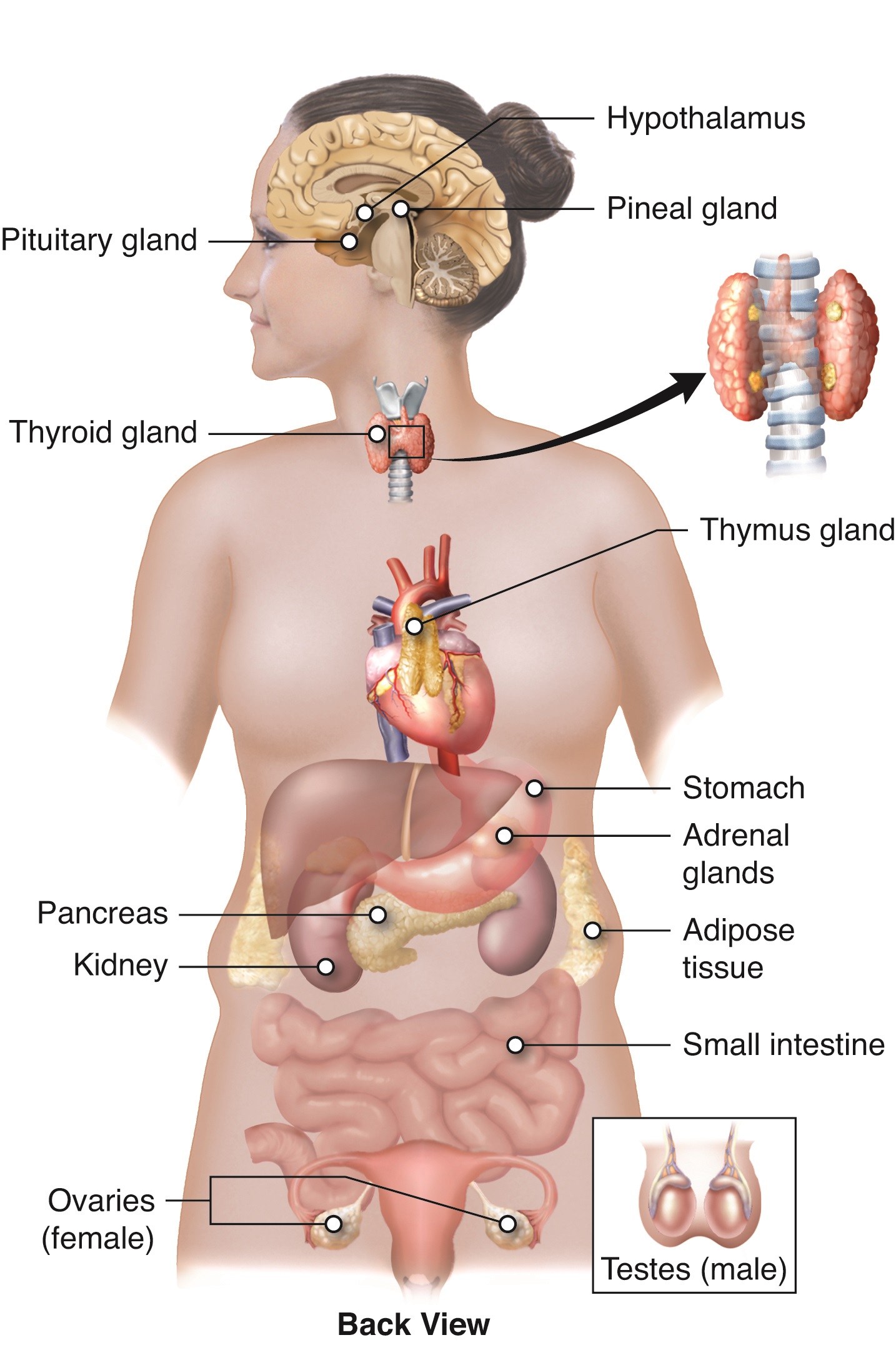 What You Need to Know About Endocrinology