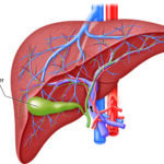 4 Types of Digestive Health Screenings